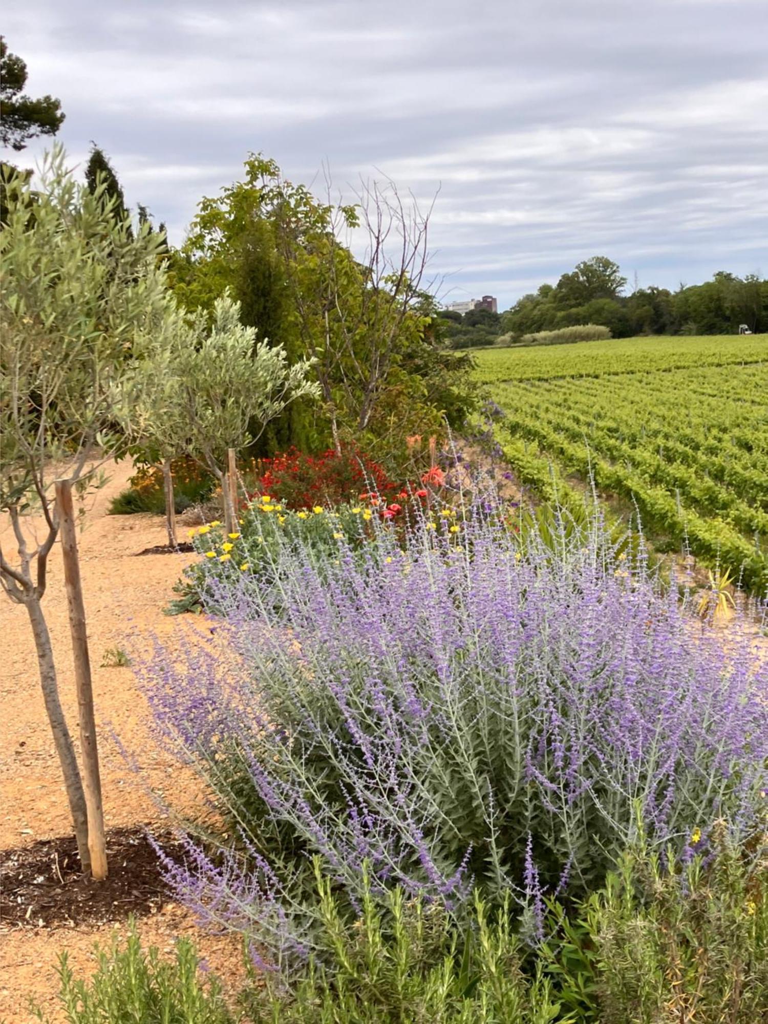 Domaine De L'Herbe Sainte Mirepeisset Dış mekan fotoğraf