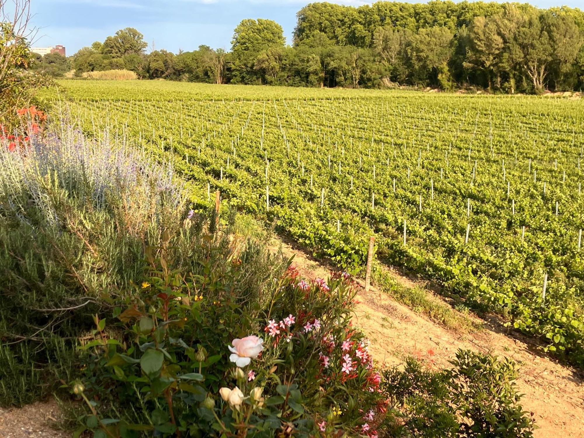 Domaine De L'Herbe Sainte Mirepeisset Dış mekan fotoğraf